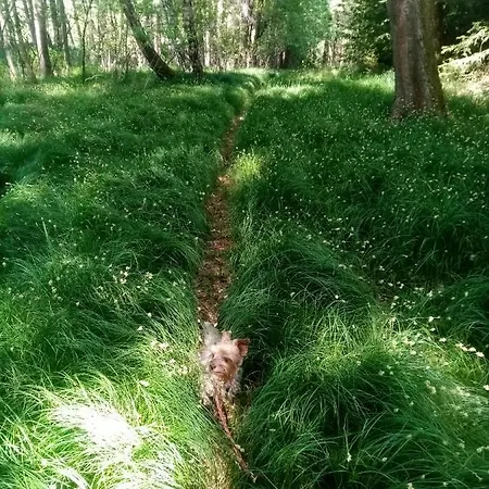 Kohoutek A Slepička V Novohradských Horách *