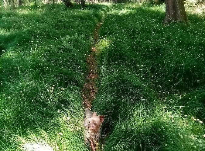Kohoutek A Slepička V Novohradských Horách *
